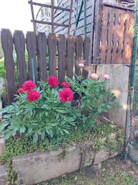 Foto - Grundst&uuml;ck in Bad Lobenstein