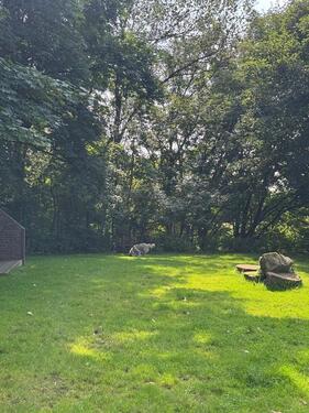 Foto - Hundewiese oder Hundeplatz zu vermieten