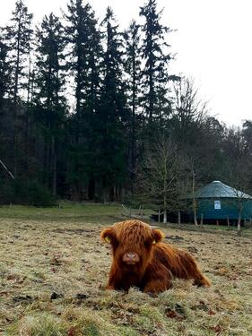 Foto - Riesen Jurte 9m Europäische Jurte 4,5m hoch Rundes Haus