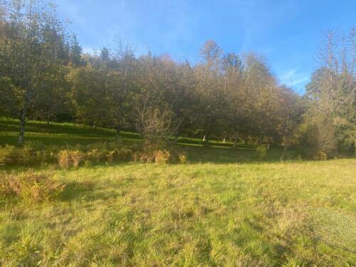 Foto - andere in Freiburg im Breisgau