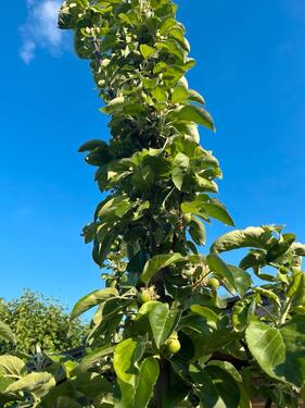 Foto - Grundstück in Leipzig zur Miete