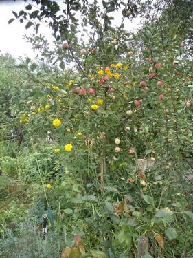 Foto - Grundstück in Teutschenthal