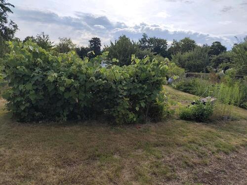 Foto - Grundst&uuml;ck zur Miete in Börßum