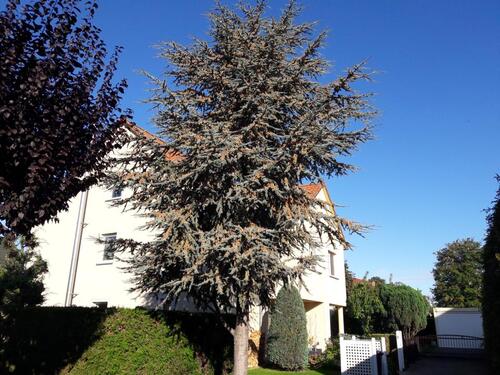 Foto - Doppelhaushälfte in Schkopau