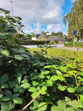 Foto - andere in Oppenheim zur Miete