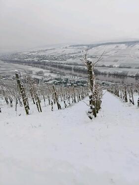 Foto - Weinberg an der Mosel - 1.200,00&nbsp;EUR Kaltmiete, ca.&nbsp; 0,00&nbsp;m&sup2;