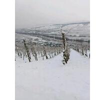 Weinberg an der Mosel - 1.200,00&nbsp;EUR Kaltmiete, ca.&nbsp; 0,00&nbsp;m&sup2; in Osann-Monzel (PLZ: 54518)