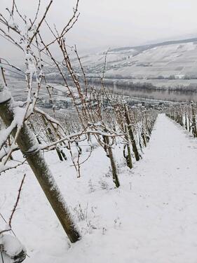 Foto - Grundst&uuml;ck zur Miete in Osann-Monzel
