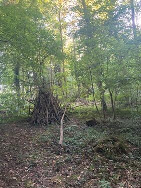 Foto - Privates Waldgrundstück zur naturnahen Nutzung