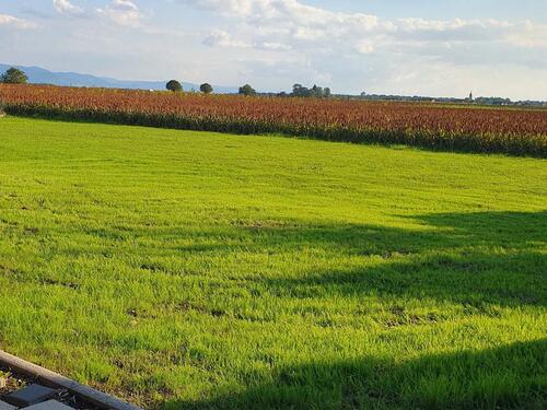 Foto - 4 Zimmer Einfamilienhaus in Rheinmünster