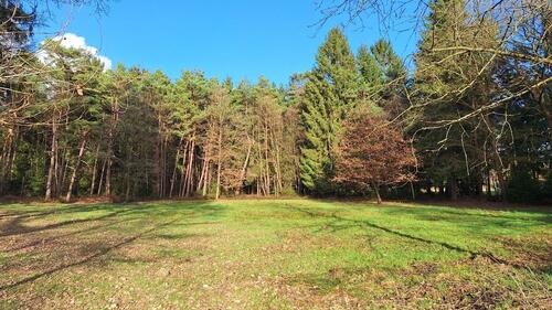 Foto - Weide Moorweide von privat zu verpachten, ca. 3200qm ab sofort