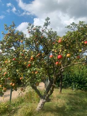 Foto - Kleingarten 560 qm - 1.500,00&nbsp;EUR Kaltmiete, ca.&nbsp; 0,00&nbsp;m&sup2;