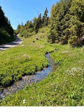 Foto - Idyllisches Freizeitgrundstück mit Alpenblick & Bachlauf – Natur