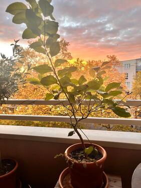 Foto - Wochenende im beliebten Kreuzberger Graefekiez 3 Zi, Balkon