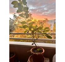 Wochenende im beliebten Kreuzberger Graefekiez 3 Zi, Balkon - Berlin Neukölln