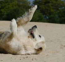 Urlaub mit Hund Nordsee in Büsum Ferienwohnung 4-6 Personen