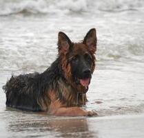 Urlaub an der Nordsee in Büsum mit Hund Ferienwohnung Ferienhaus