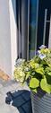 Foto - Einfamilienhaus in Ummern zum Kaufen