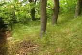 Foto - 6 Zimmer Einfamilienhaus in Gifhorn