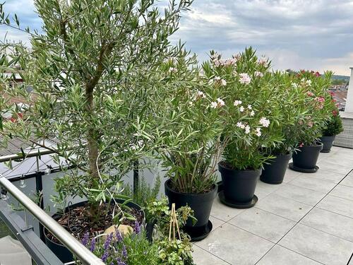 Foto - 4 Zimmer Einfamilienhaus zur Miete in Maintal