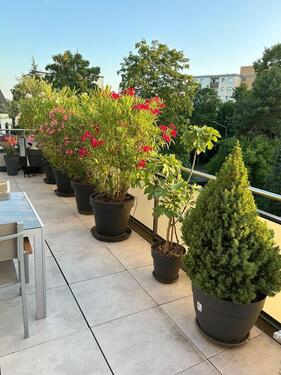 Foto - 4 Zimmer Einfamilienhaus in Maintal