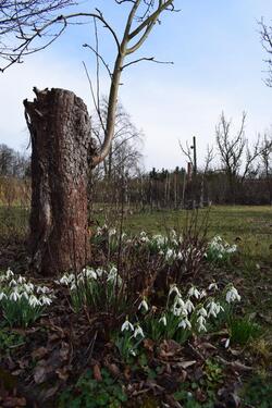 Foto - Kleingarten zur Pacht in Altjeßnitz