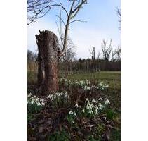 Kleingarten zur Pacht in Altjeßnitz - Raguhn-Jeßnitz Jeßnitz (Anhalt)