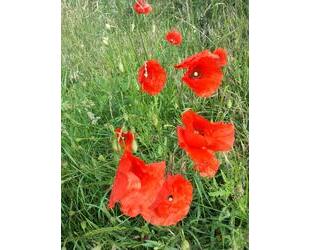 *** Garten, ruhig gelegen, in Elbnähe *** - Wittenberge