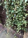 Foto - Einfamilienhaus in Bodenwerder zum Kaufen
