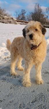 Foto - Tiere erlaubt,45 qm Appartement mit eigenem Garten und stellp