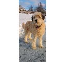 Tiere erlaubt,45 qm Appartement mit eigenem Garten und stellp - Netphen