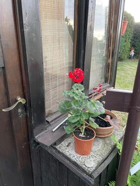 Foto - Nienburg saale Ich gebe meinen Garten ab.