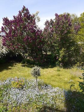 Foto - Einfamilienhaus zur Miete in Plön