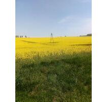 Ackerland Acker Magdeburger Börde Boden - Hötensleben