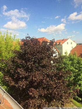 Foto - Etagenwohnung in Dresden zur Miete