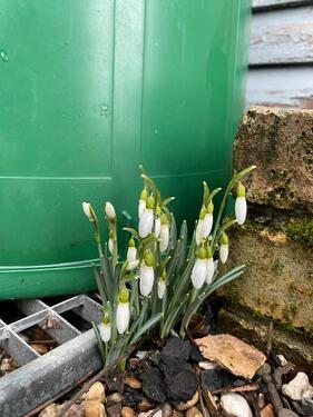 Foto - Gartenparzelle in Kleingartenanlage