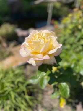 Foto - Grundst&uuml;ck in Greifswald