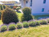 Foto - Moderne 4,5-Zimmer-Erdgeschoss Haushälfe mit großem Garten