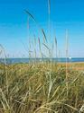 Foto - Ferienwohnung Nordsse Friesland Wangerland frei ab 16.8