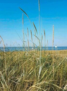 Foto - Ferienwohnung Nordsse Friesland Wangerland frei ab 16.8