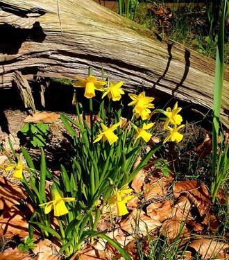 Foto - andere in Graal-Müritz zur Miete