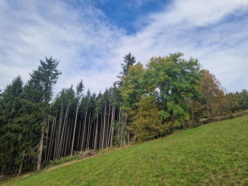 Foto - Waldgrundstück ohne Baumbestand 