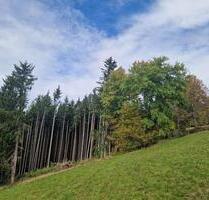 Waldgrundstück ohne Baumbestand | Riedenberg Wald - Bad Brückenau