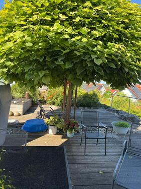 Foto - Einfamilienhaus mit herrlichem Garten und Freisitz