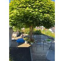 Einfamilienhaus mit herrlichem Garten und Freisitz - Niedernhall