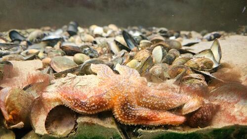 Foto - andere in Hage