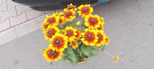 Foto - Schoene 2 Zimmer mit Balkon zu sofort zu vermieten