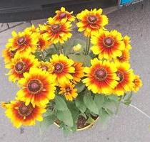 Schoene 2 Zimmer mit Balkon zu sofort zu vermieten - Osnabrück Gretesch