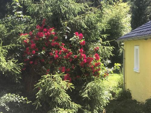 Foto - Einfamilienhaus in Schleiden zur Miete