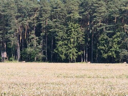 Foto - Einfamilienhaus in Visselhövede OT Schwitschen zu verkaufen